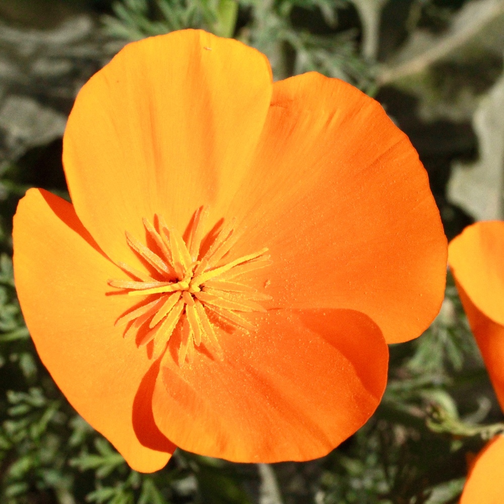 Meet your Posher, Posh